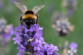 bees and pollination