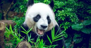 pandas saved through conservation efforts