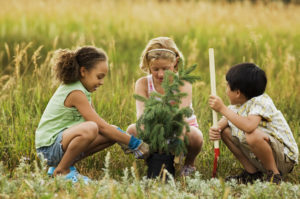 planting tree